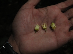 Paracroton integrifolius