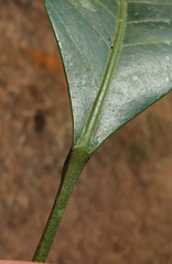 Paracroton integrifolius