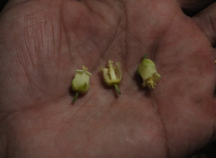 Paracroton integrifolius