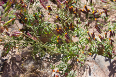 Tagetes multiflora