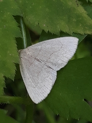 Zanclognatha pedipilalis