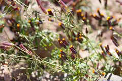 Tagetes multiflora