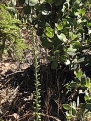 Piperia