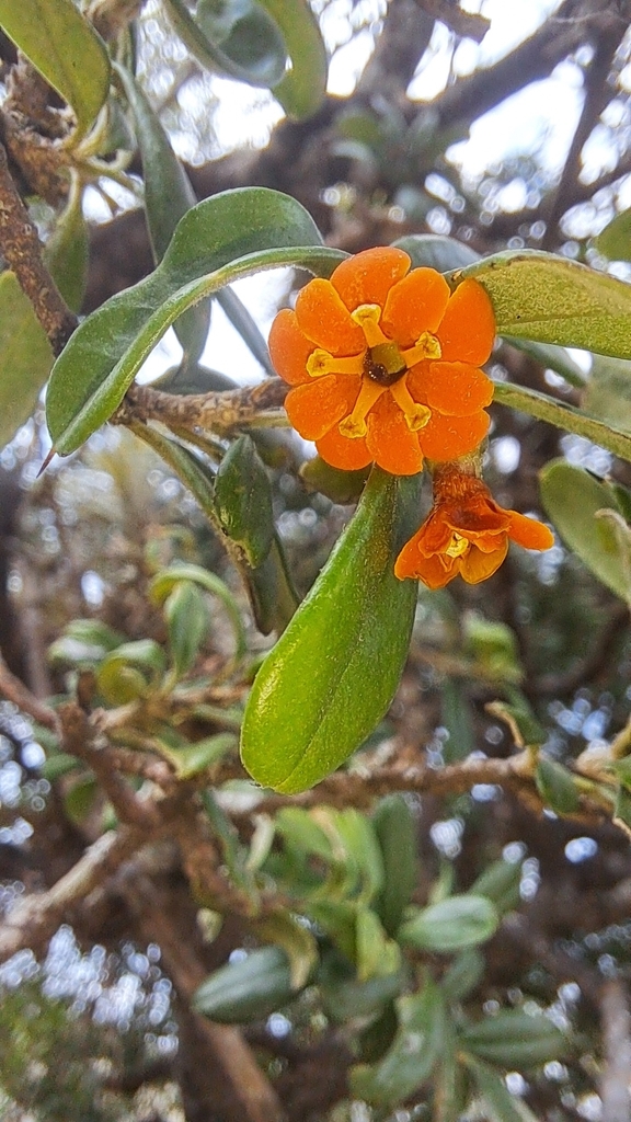 Bonellia mucronata