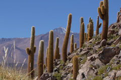 Trichocereus atacamensis