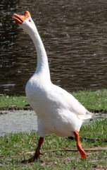 Anser cygnoides domesticus