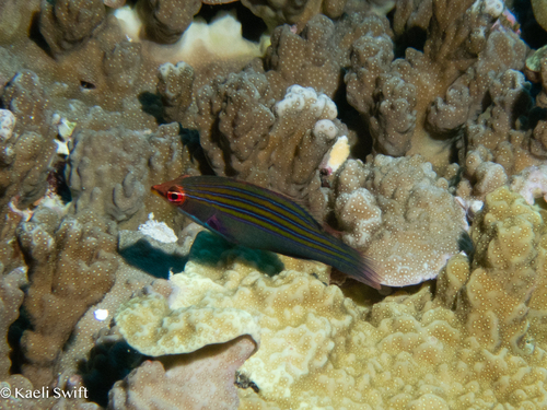 Pseudocheilinus tetrataenia observed 2024-09-01