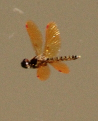 Perithemis tenera