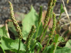 Plantago major
