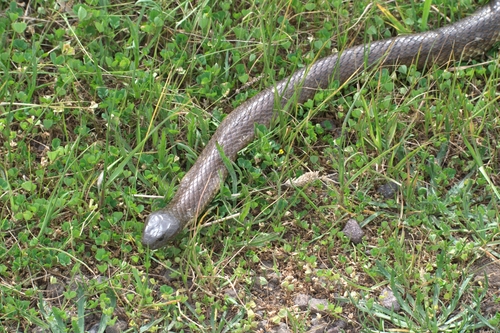 Tiger Snake sighting