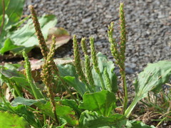 Plantago major