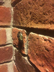 Neotibicen lyricen engelhardti