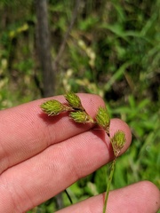Carex normalis