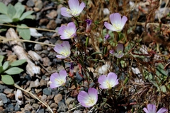 Clarkia arcuata
