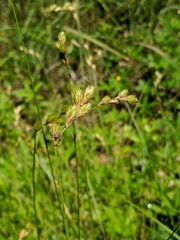 Carex normalis