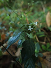 Phaulopsis dorsiflora
