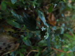 Phaulopsis dorsiflora