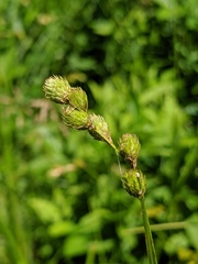 Carex normalis