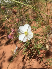Oenothera albicaulis