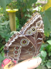 Morpho helenor maculata