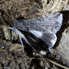 Melipotis jucunda