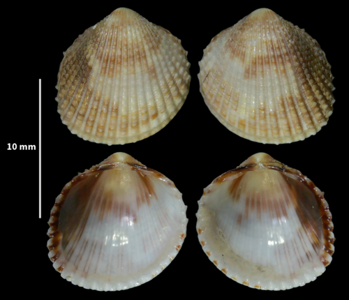 Warty Cockle