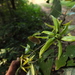 Monoon coffeoides - Photo 由 Siddarth Machado 所上傳的 (c) Siddarth Machado，保留部份權利CC BY