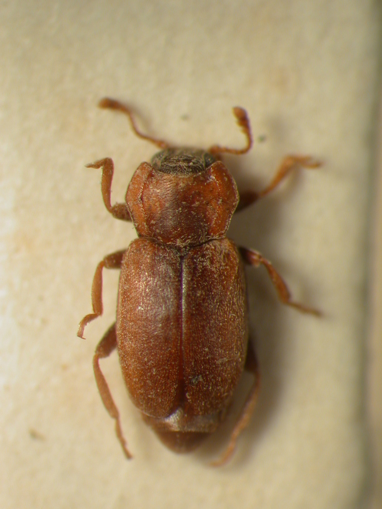 Mimolithophilus