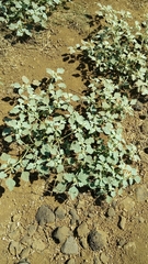 Chrozophora tinctoria