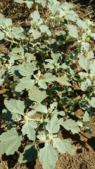 Chrozophora tinctoria