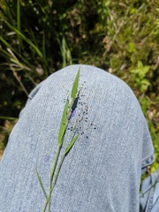 Dichanthelium praecocius