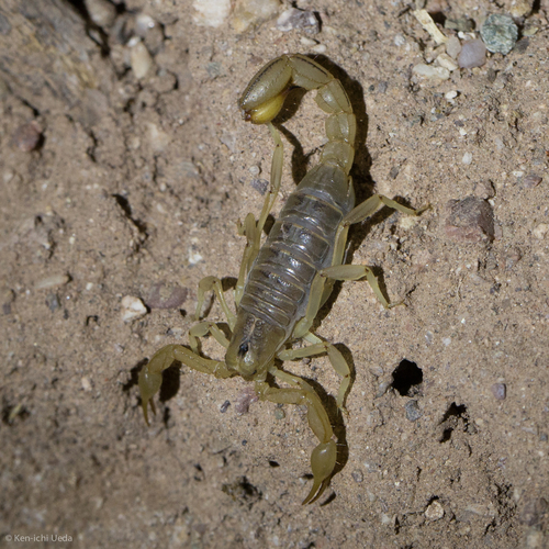 Stripe-tailed Scorpion