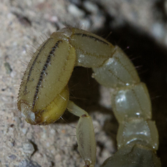 Paravaejovis spinigerus