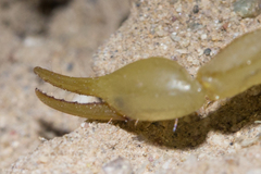 Paravaejovis spinigerus