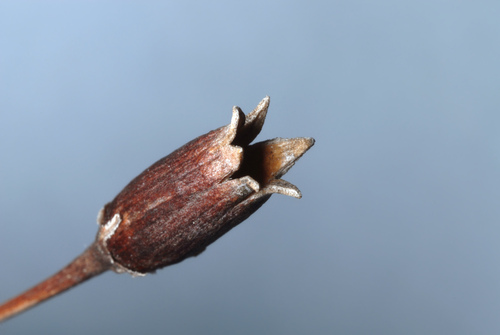 eastern shooting star