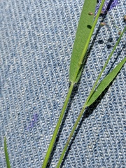 Dichanthelium praecocius