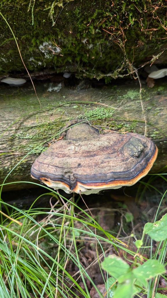 Fomitopsis pinicola · September 2024 · photo: © atsushi_nakajima_cirque (iNaturalist, cc-by)