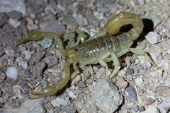 Paravaejovis spinigerus