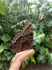 Morpho helenor maculata