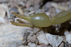 Paravaejovis spinigerus