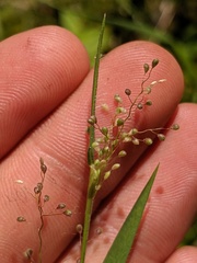 Dichanthelium praecocius