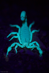 Paravaejovis spinigerus