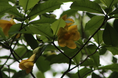 Tabernaemontana glabra