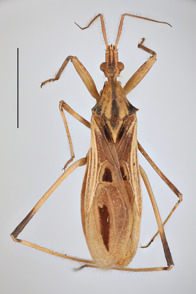 Paracaunus