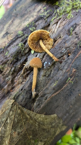 Flammulaster erinaceellus