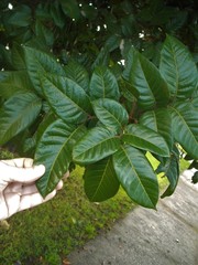 Alectryon excelsus grandis