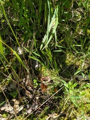 Dichanthelium praecocius