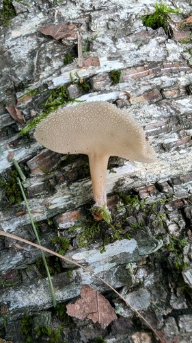 Helvella macropus