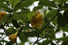 Tabernaemontana glabra