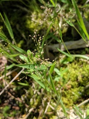 Dichanthelium praecocius